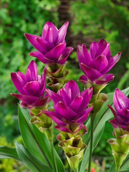 Curcuma alismatifolia purple
