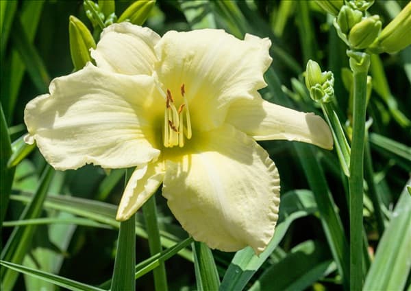 Hemerocallis Cool It