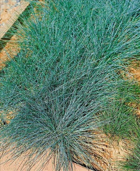 FESTUCA cinerea Azurit