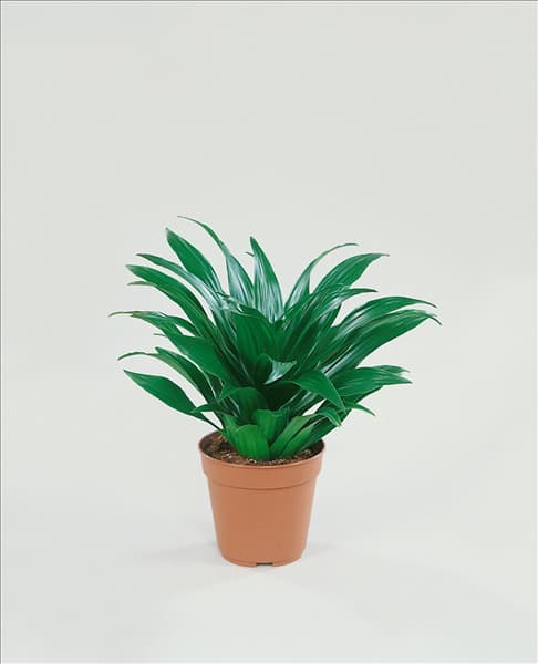 Dracaena deremensis Compacta