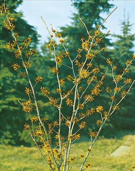 Hamamelis mollis