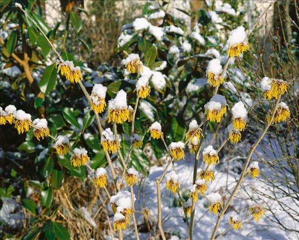 Hamamelis mollis im Schnee