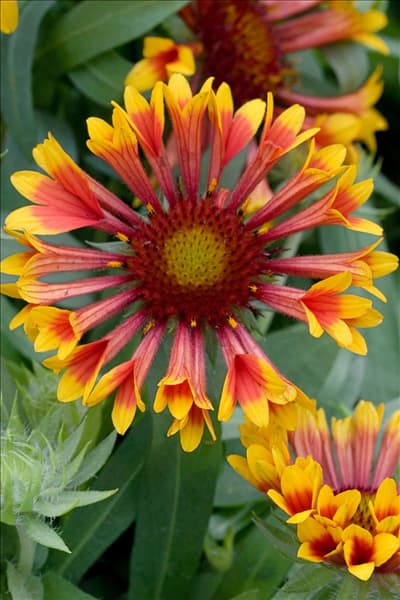 Gaillardia x grandiflora Fanfare