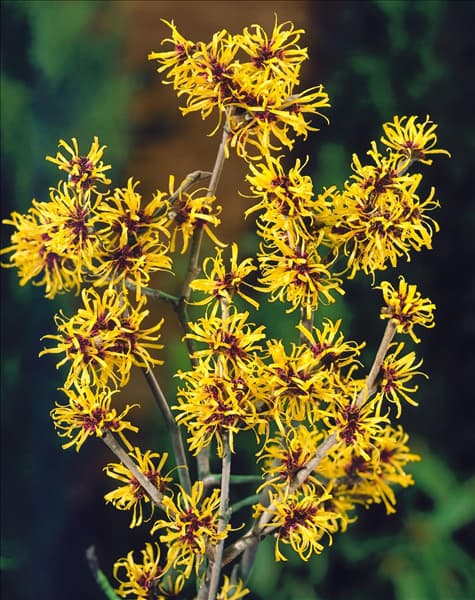 Hamamelis mollis Boskoop