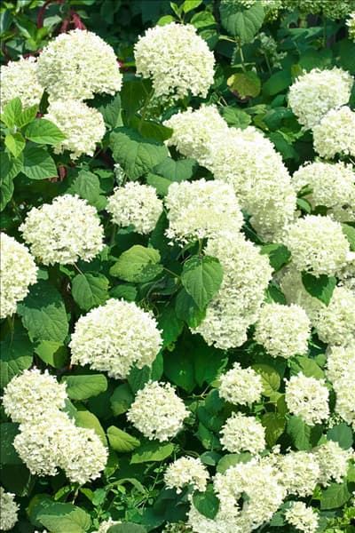 Hydrangea arborescens Abetwo INCREDIBALL