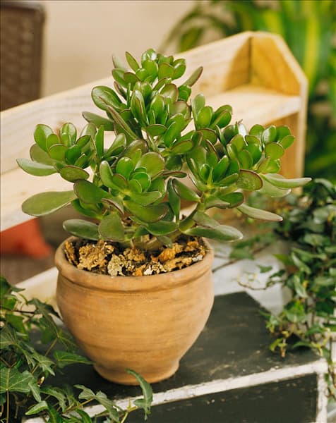 Crassula ovata