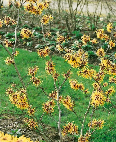 Hamamelis mollis im Jänner