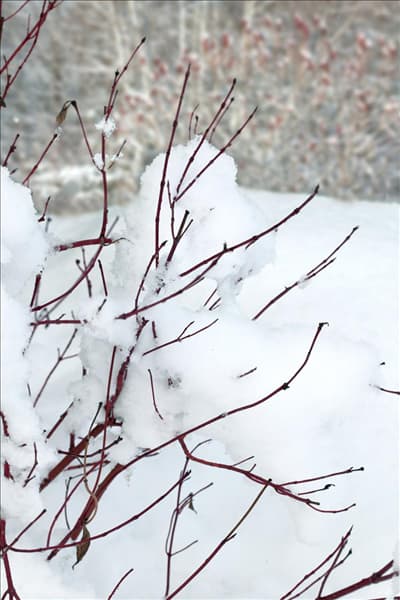 Cornus alba Bailhalo IVORY HALO