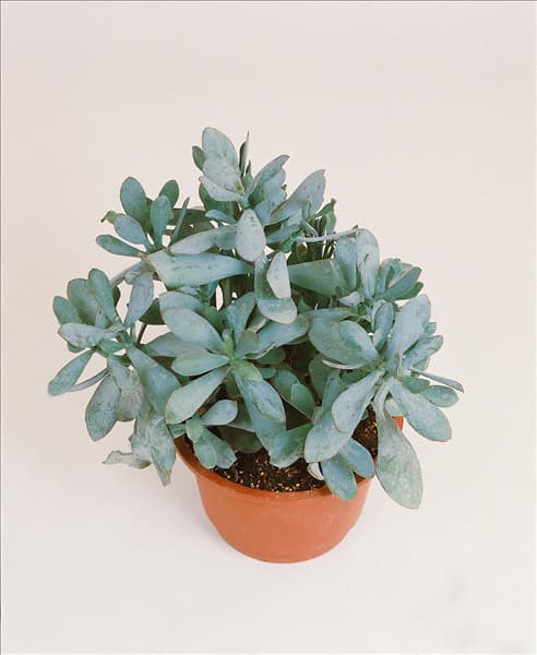 Crassula ovata