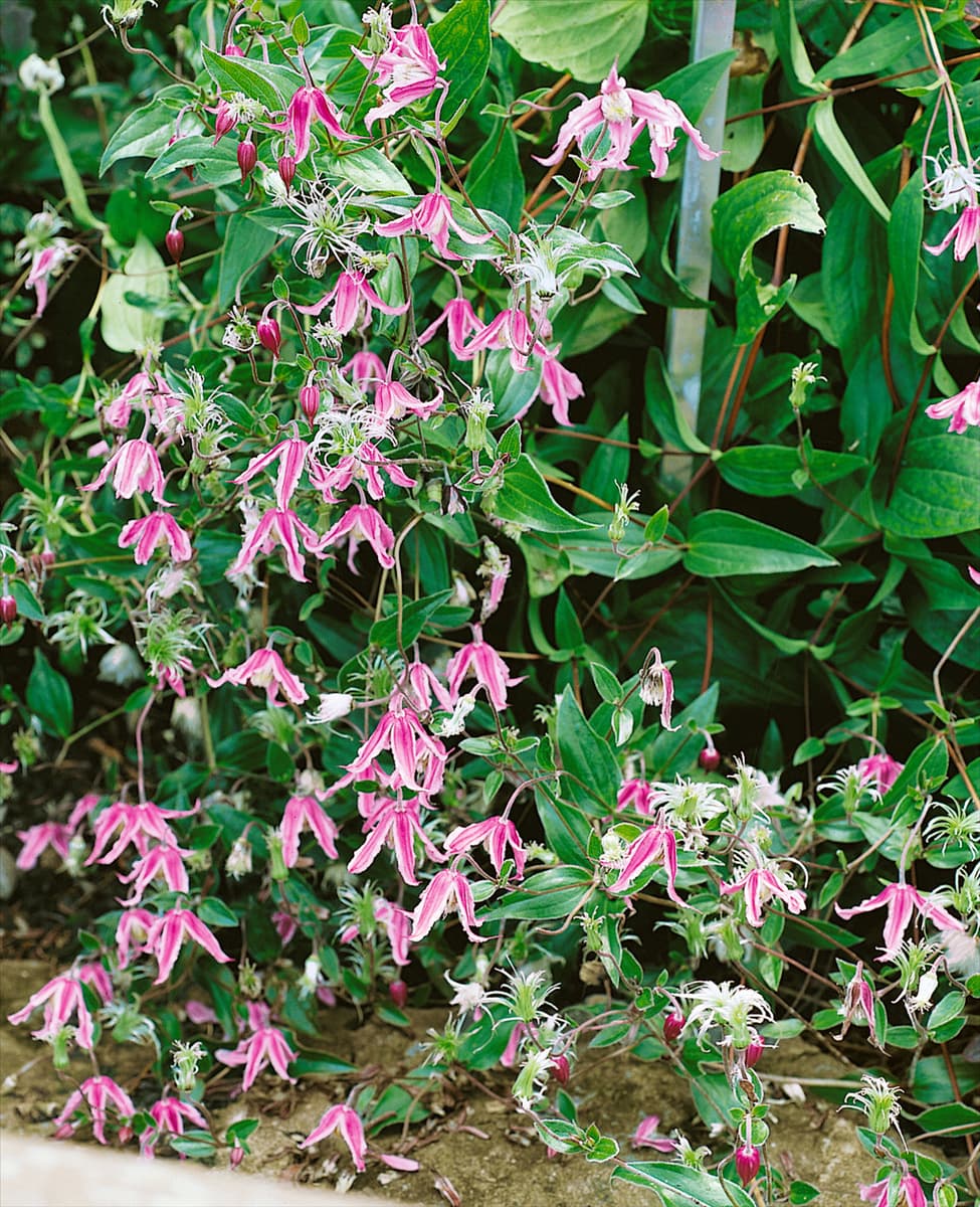 Clematis integrifolia Rubra