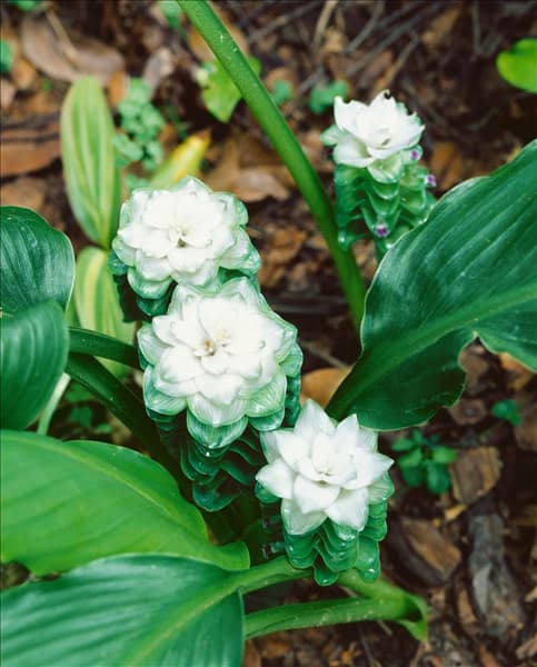 CURCUMA Siam Snow