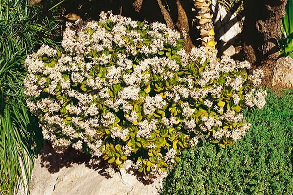 Crassula ovata