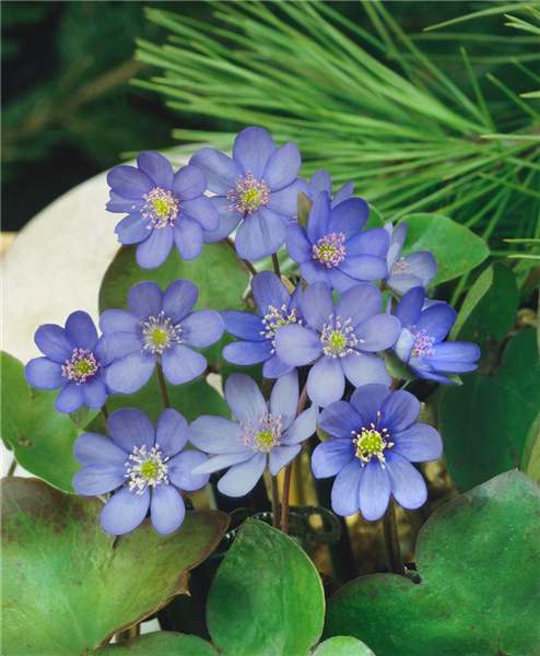 HEPATICA NOBILIS