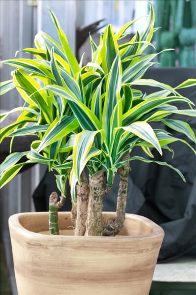 Dracaena fragrans 'Golden Coast'