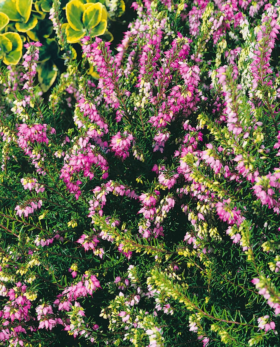 ERICA DARLEYENSIS FURZEY