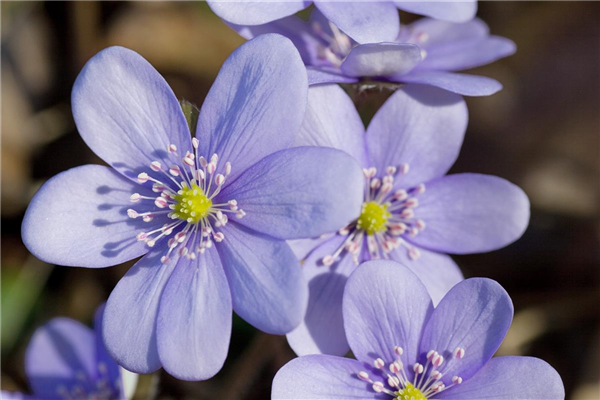 Hepatica nobilis var. nobilis