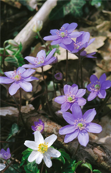 HEPATICA nobilis mixed