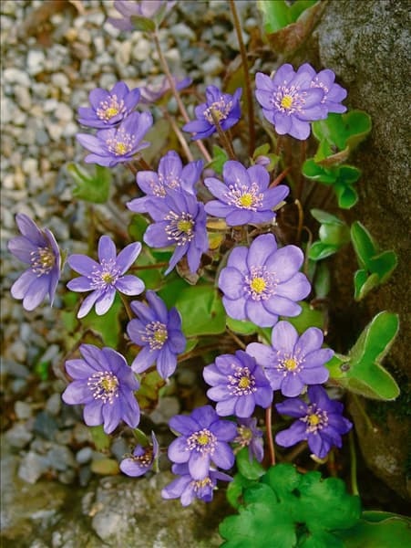 Hepatica nobilis