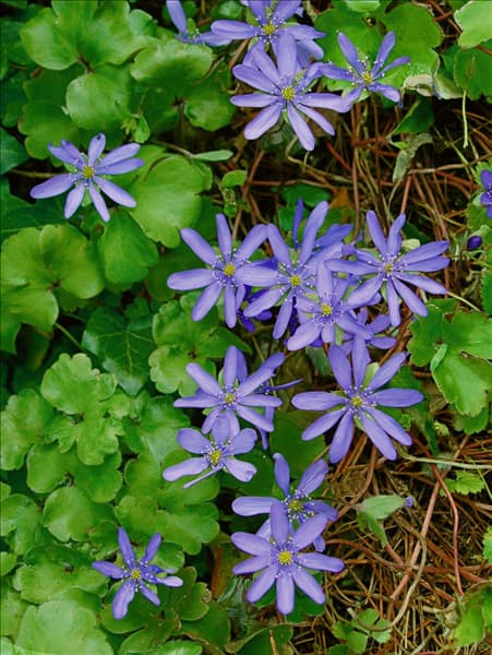 Hepatica transsylvanica