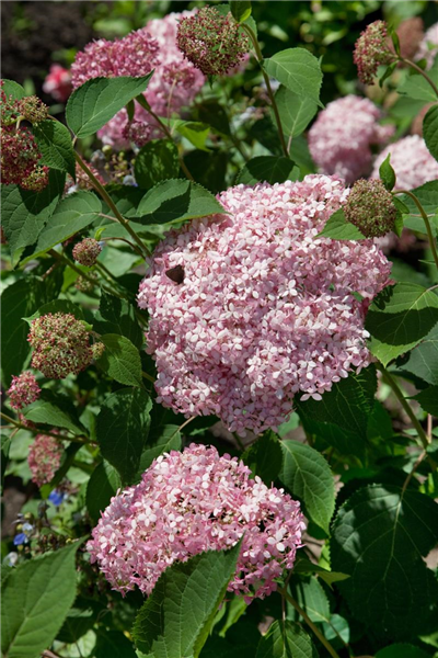 Hydrangea arborescens Invincibelle ™ Spirit