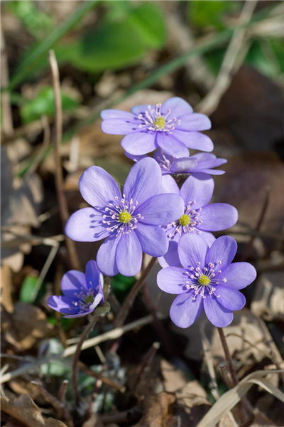Hepatica nobilis var. nobilis