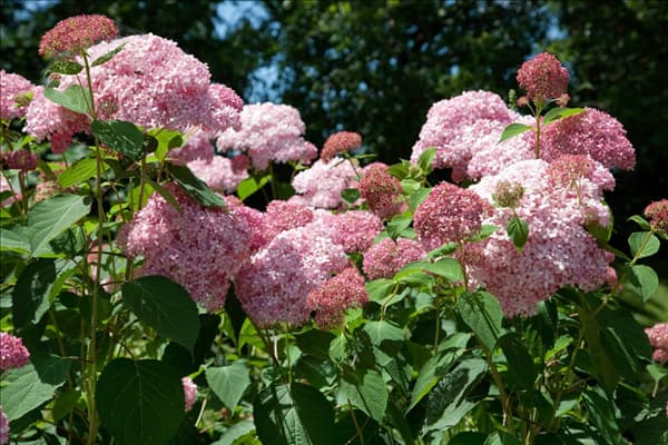 Hydrangea arborescens Invincibelle ™ Spirit