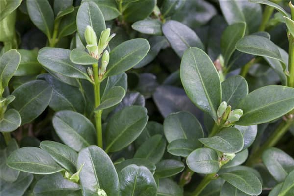 Buxus sempervirens