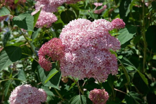 Hydrangea arborescens Invincibelle ™ Spirit