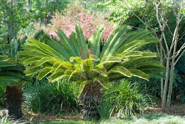 Cycas revoluta