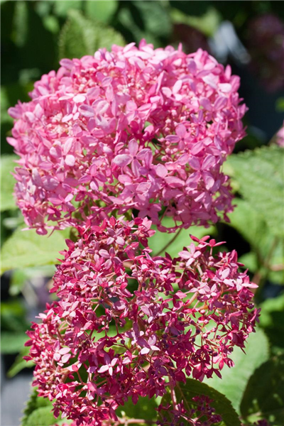 Hydrangea arborescens Invincibelle Spirit