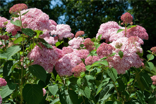 Hydrangea arborescens Invincibelle ™ Spirit