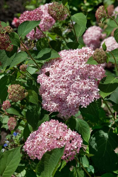 Hydrangea arborescens Invincibelle ™ Spirit