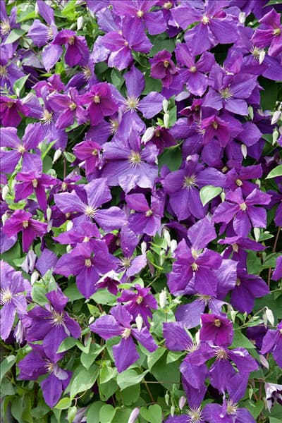 Clematis x jackmanii Purpurea Superba