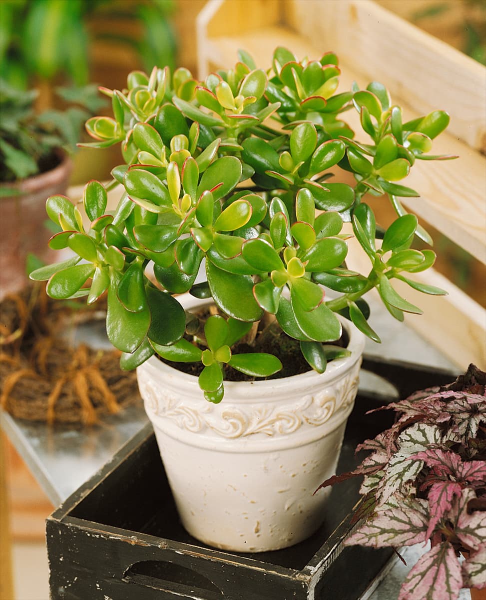 Crassula ovata Sunset