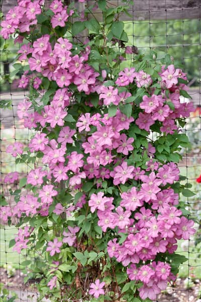 Clematis x jackmanii
