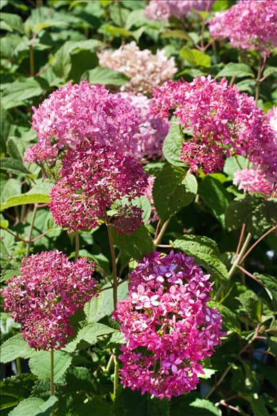 Hydrangea arborescens Invincibelle Spirit