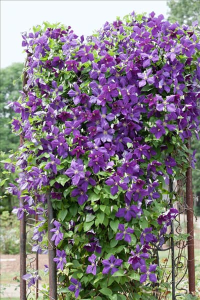 Clematis x jackmanii Purpurea Superba