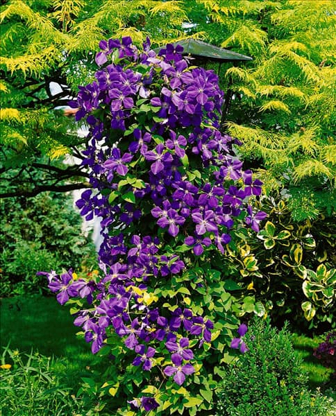 Clematis jackmanii