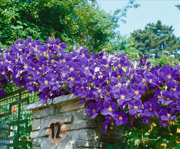 Clematis jackmanii