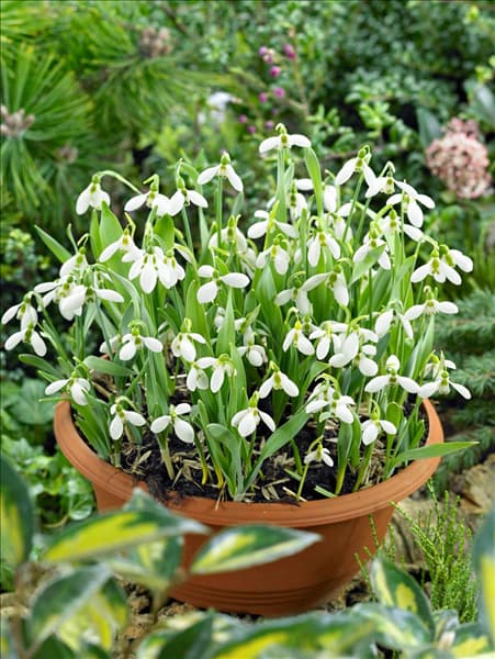 Galanthus elwesii im Topf
