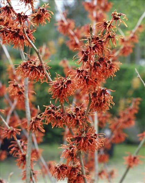 Hamamelis x intermedia Diane