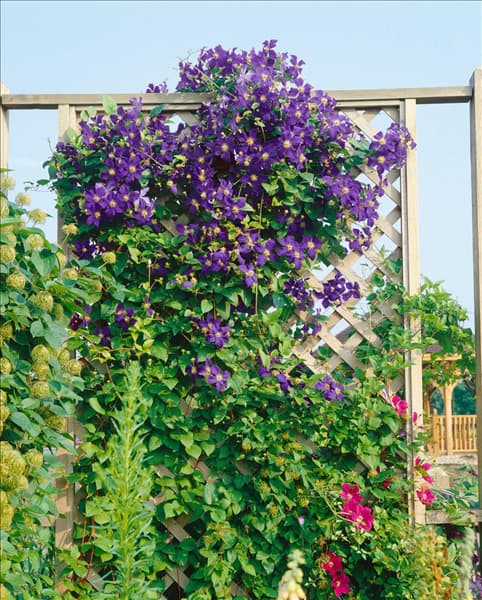 Clematis jackmanii