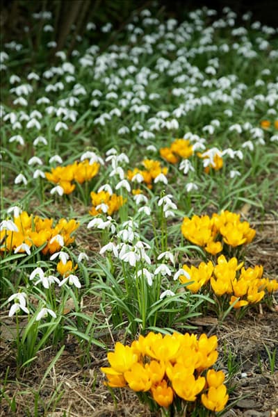 Galanthus elwesii und Crocus vernus