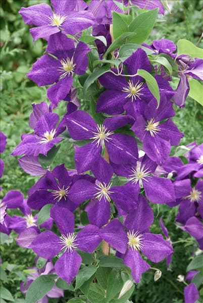 Clematis Jackmanii