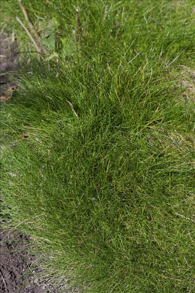Festuca gautieri Pic Carlit