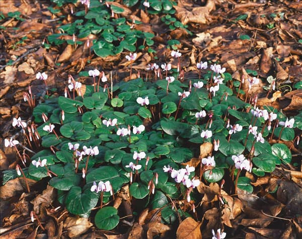Cyclamen coum