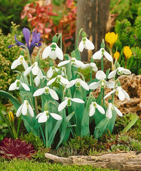 Galanthus elwesii