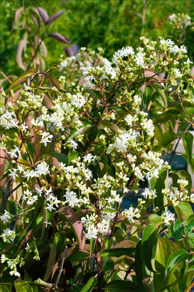 Heptacodium miconioides