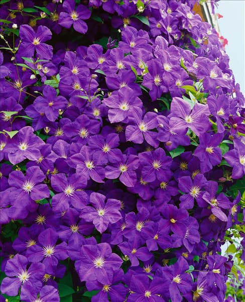 Clematis jackmanii