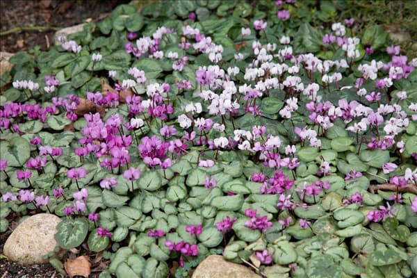 Cyclamen coum Mischung